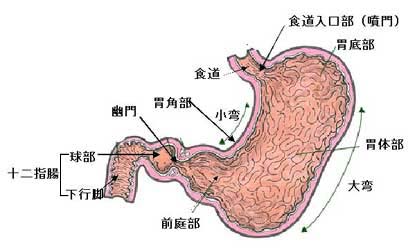 胃の詳細